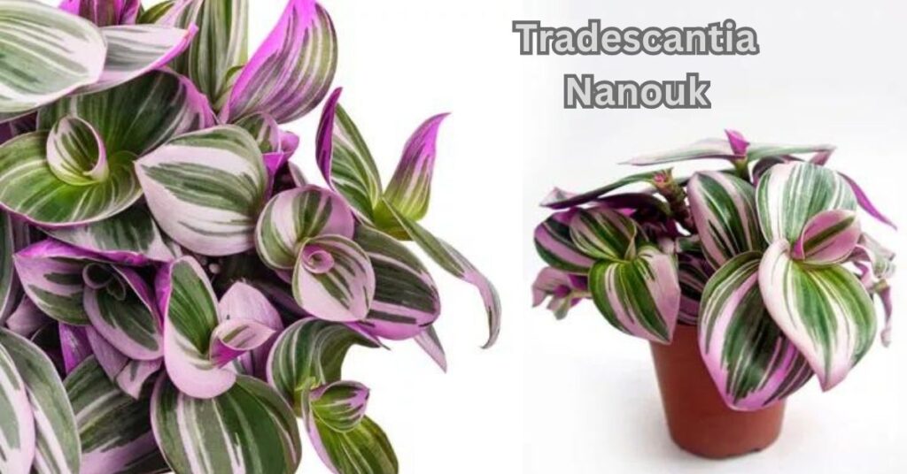 Tradescantia Nanouk